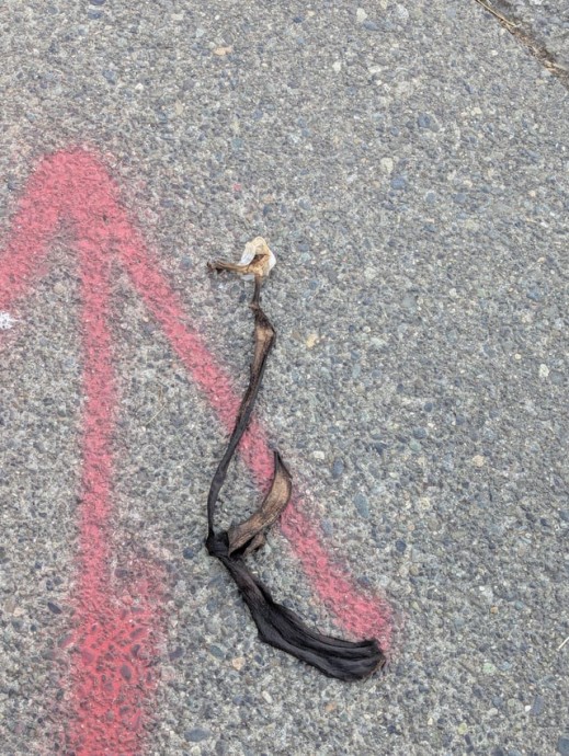 Продам щенка попугая