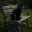 Black cat