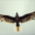 Argentavis