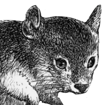 Звәздөк&oacute;т