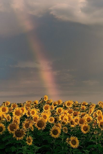 ..Сумерки лета..