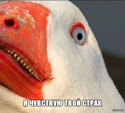 А чего боишься ты?