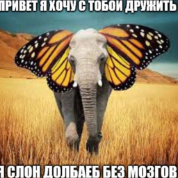 Dobraia_tetia