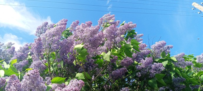 Сирень