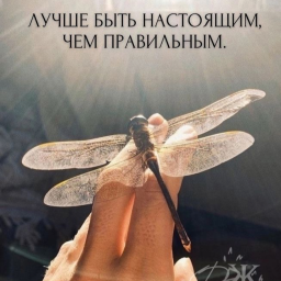 Голди 🪷🪷🪷🪷🪷🪷🪷