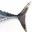 Tuna