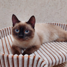 Sofiya