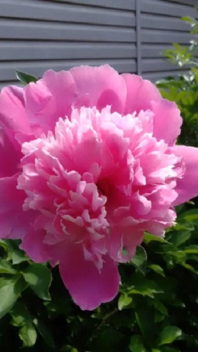 Пионы  на даче  красивые. Мне нравится  любововаться ими.