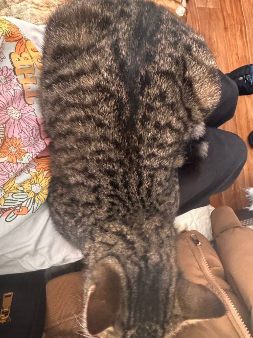 жирная килька >"