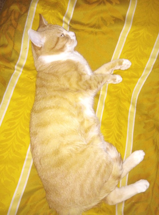 Мой котик Стёпа.