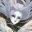 Guren